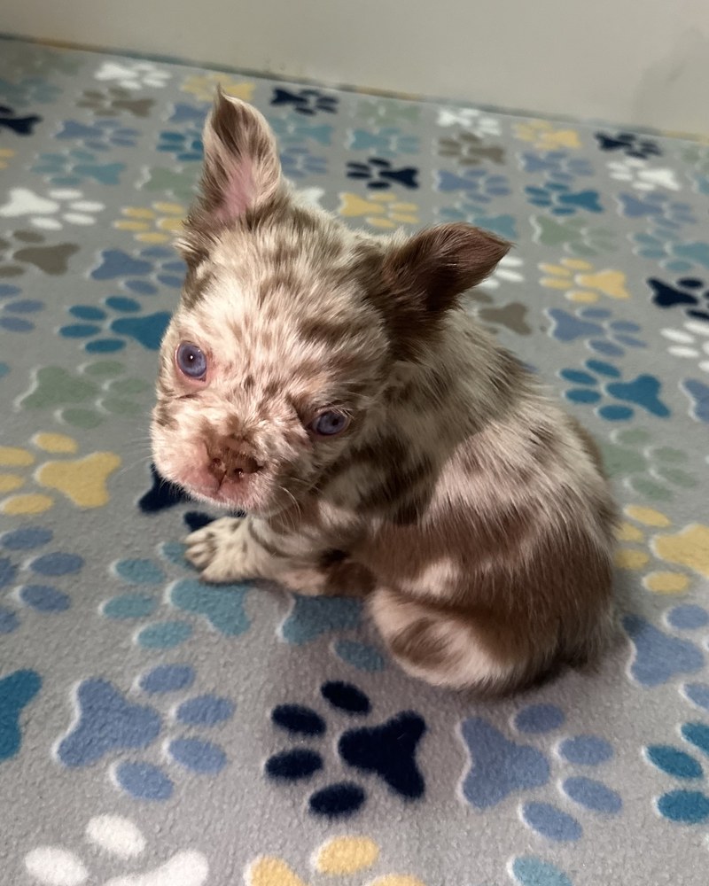 Aspy, a New Shade Rojo Merle Fluffy French Bulldog puppy, looking toward the camera