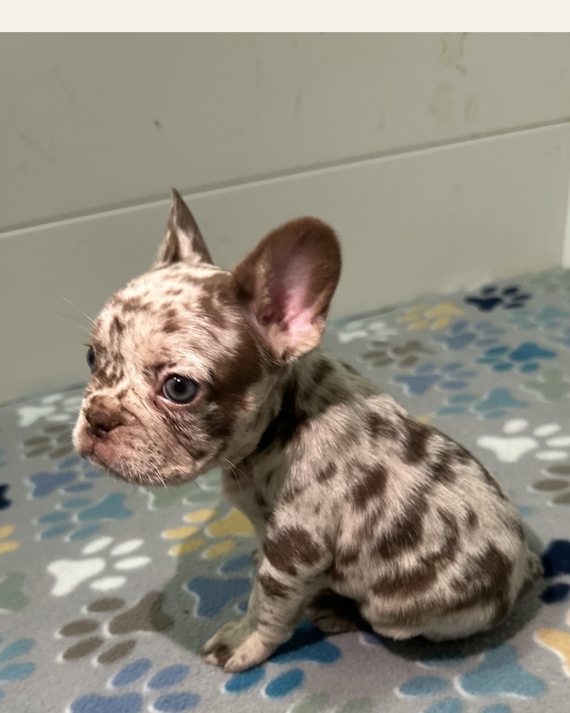 Coco, a New Shade Rojo Merle French Bulldog puppy, sitting in profile